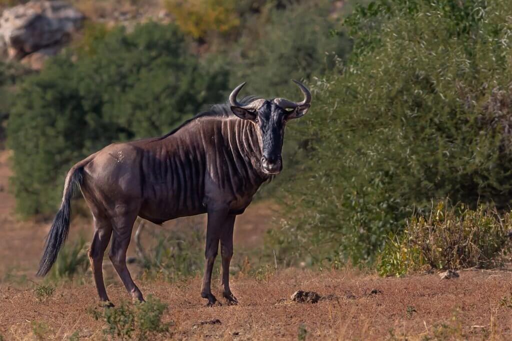 animals in south africa | Mopane Bush Lodge
