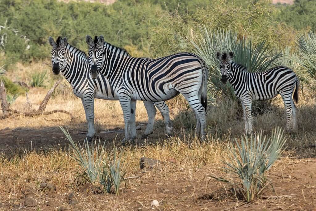 animals in south africa | Mopane Bush Lodge