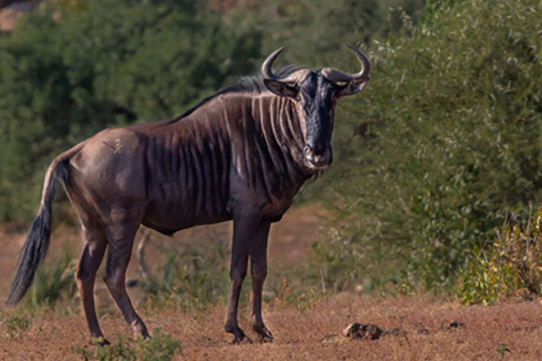 animals in south africa | mopane bush lodge